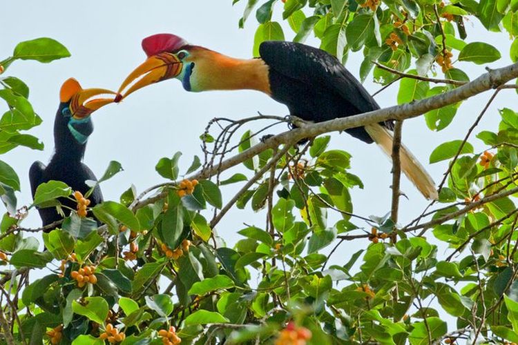 Burung Julang Sulawesi (Rhyticeros cassidix) tengah memberikan buah ara kepada betinanya di tepi Cagar Alam Tangkoko Batuangus, Sulawesi Utara.