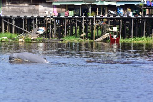 Perbedaan Pesut Sungai Mahakam dan Pesut Teluk Balikpapan, Keduanya Terancam Punah