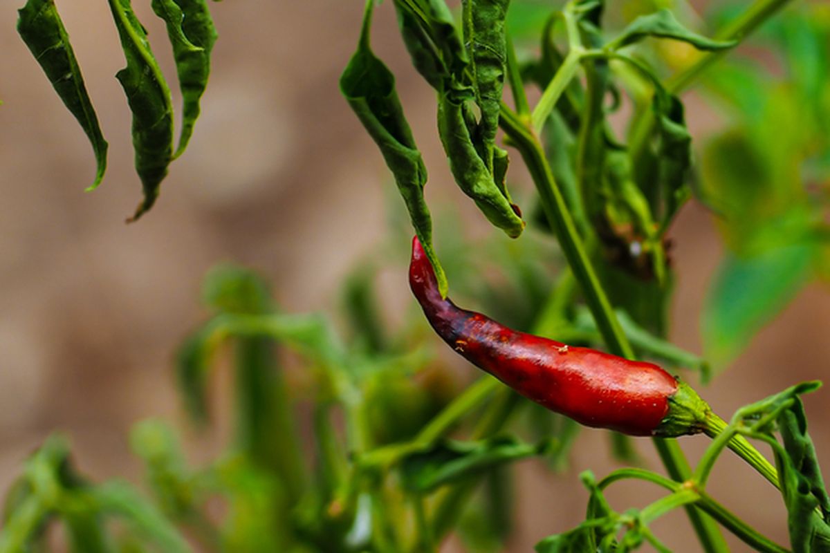 Ilustrasi tanaman cabai yang terkena penyakit layu fusarium.
