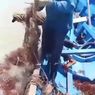 Kecewa Harga Rumput Laut Tak Kunjung Naik, Sejumlah Pemukat di Nunukan Buang Rumput Laut