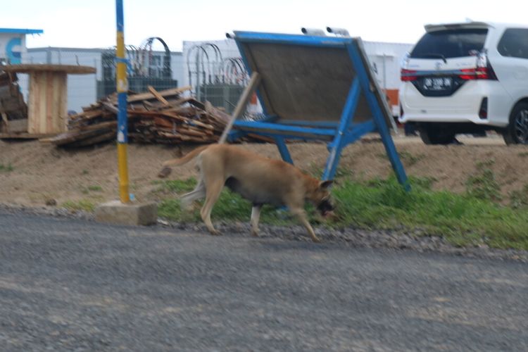 beberapa ekor anjing liar terlihat di sirkuit Mandalika