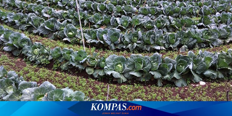 Harga Sayur Kol Anjlok Drastis Petani Di Magetan Enggan Memanen