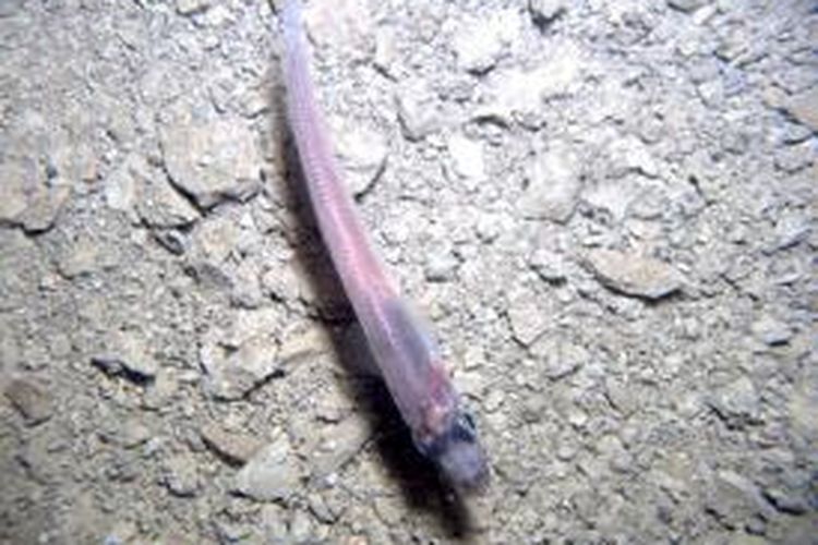 Ikan ditemukan di bawah lapisan es Antartika setebal 740 meter. 