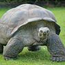 Mengenal Kura-kura, Reptil yang Bisa Hidup Ratusan Tahun