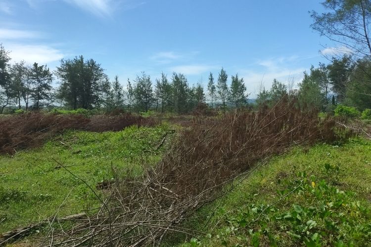 Hutan Cemara Sekitar Bandara YIA Ditebang Jadi Ladang Jagung, Warga Prihatin