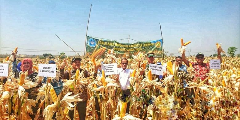 Kepala Badan Ketahanan Pangan (BKP), Kementerian Pertanian (Kementan) Agung Hendriadi bersama Bupati Lamongan Fadeli melakukan panen raya jagung di Desa Kakat Penjalin, Ngimbang, Kabupaten Lamongan, Jawa Timur