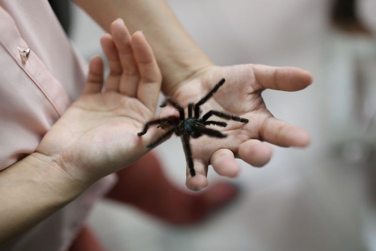 The Ming Chu pemilik ribuan ekor tarantula saat berfoto bersama tarantula di Spider Lovers Petshop, Bandung, Jawa Barat Jumat (4/8/2017). The Ming Chu berhasil mengembangbiakan beragam jenis Tarantula dari dalam dan luar negeri untuk dipelihara menjadi hewan kesayangan dan total yang dipelihara lebih dari 1.000 ekor tarantula.