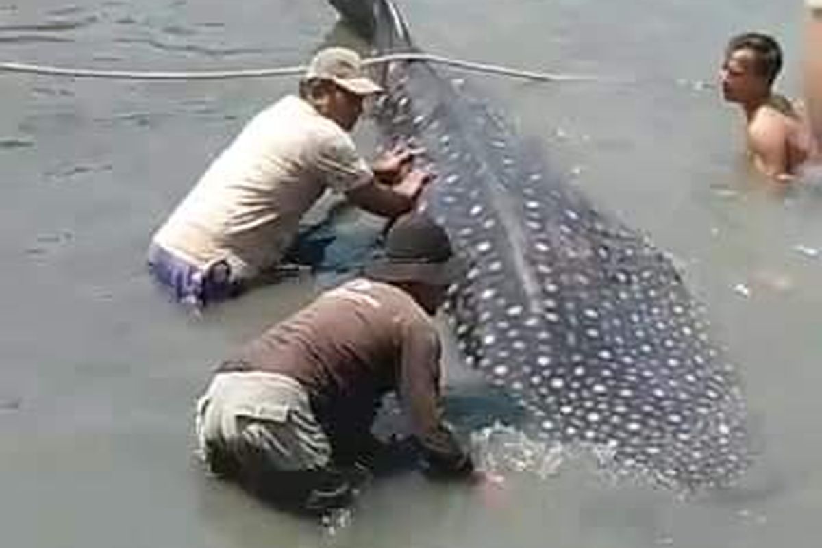 Sejumlah warga dan nelayan membantu hiu tutul yang terdampar di pantai Desa Paloh, Paciran, Lamongan, ke tengah laut.