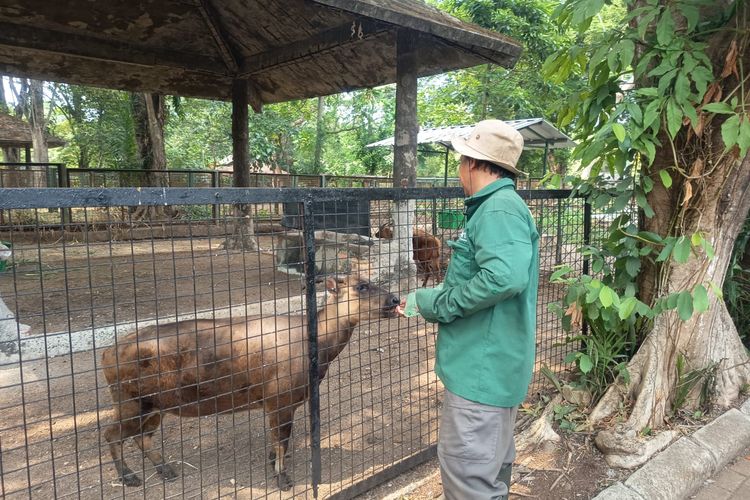 Mengenal Profesi Zookeeper Ragunan, dari Jaga Kesejahteraan Satwa hingga Hadapi Anoa Agresif