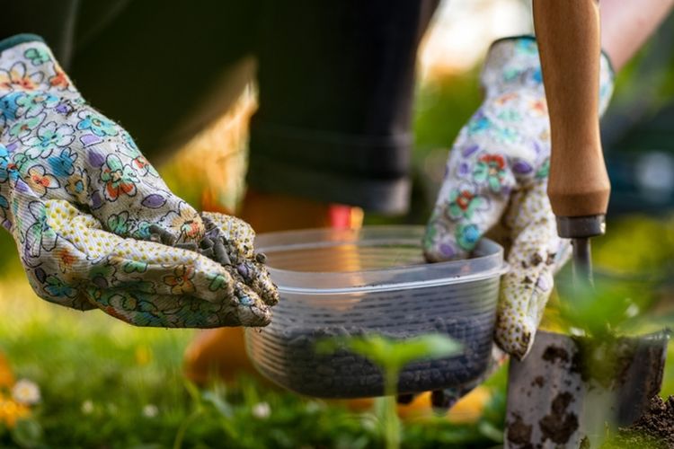 Ilustrasi pupuk kandang, penggunaan pupuk kandang di halaman rumah.