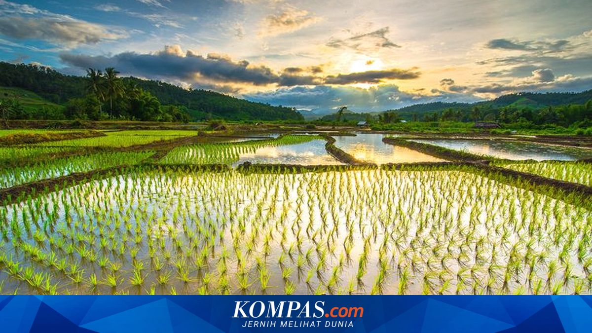 Diakui Dunia, Indonesia Masuk Kategori Negara Swasembada Pangan
