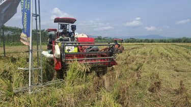 BUMDesma Bayan Purworejo Sulap Lahan Tidur 20 Tahun Jadi Sawah Produktif