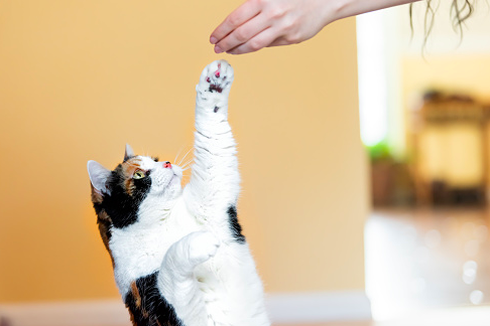5 Cara Melatih Kucing untuk Datang Saat Dipanggil