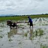 Antisipasi Kerugian Akibat Hama Wereng, Kementan Imbau Petani Madiun Ikut Program AUTP