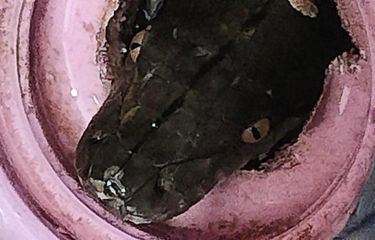 Ngeri, Ular Piton Muncul di Lubang Pembuangan Air Kamar Mandi ...