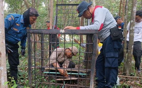 Second Indonesia Tiger Attack in Days, Hunt Ongoing