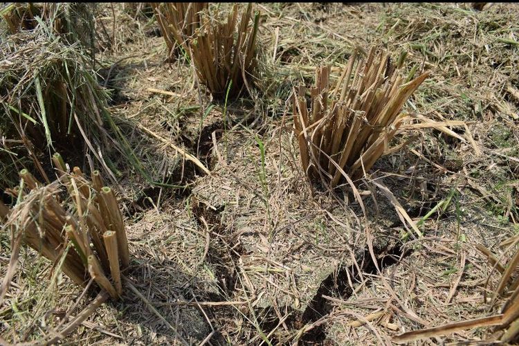 Ilustrasi lahan pertanian yang terkena dampak kemarau esktrem atau el nino.