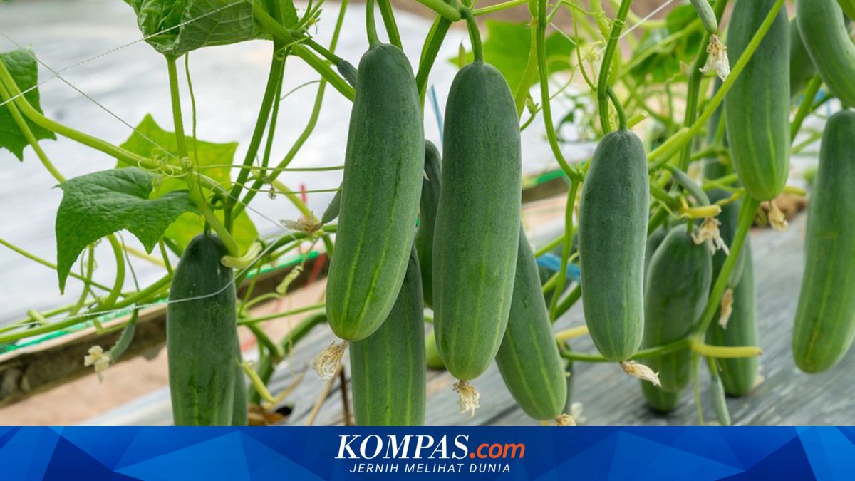 Cara Menanam Mentimun di Dalam Ruangan, Praktis dan Bisa Sepanjang Tahun
