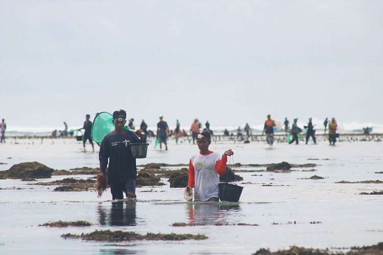 Pantai Pondok Dende, Lombok Tengah, Selasa (22/2/2022), menjadi pantai yang selalu dituju warga untuk menggelar Tradisi Bau Nyale (menangkap cacing laut). Tradisi Bau Nyale digelar tiap tahun oleh masyarakat Suku Sasak di sepanjang pantai selatan Pulau Lombok pada tanggal 20 bulan 10 penanggalan Suku Sasak, yang tahun ini jatuh pada 22 Februari 2022.