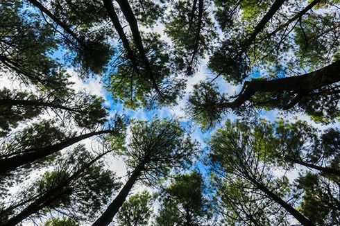 Rahasia Alam Semesta: Pemandangan Unik Kanopi Hutan itu Crown Shyness