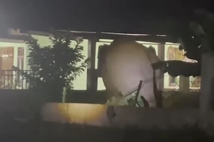 Gajah Liar Kembali Dekati Pemukiman di Bener Meriah Aceh, Warga Gelisah