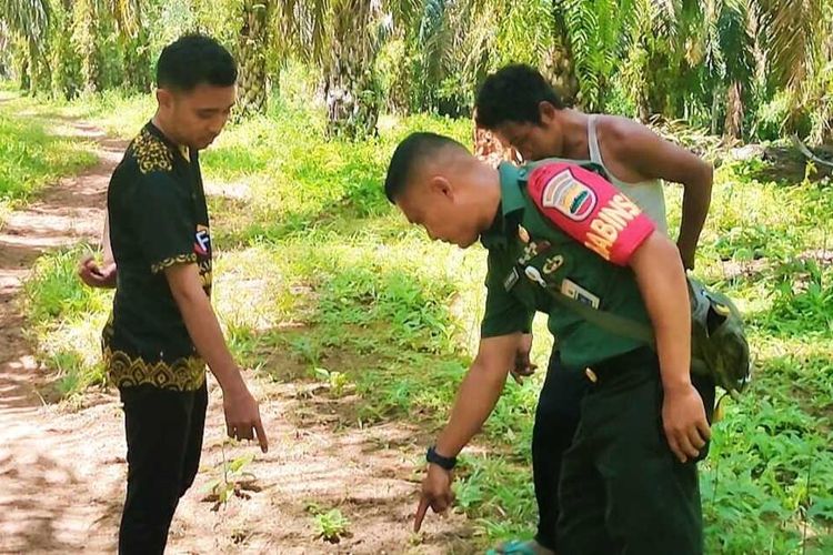 Babinsa Koramil 02/Rambah, Serda Dedy Nofery Samosir saat mengecek temuan jejak harimau sumatera di Desa Suka Maju, Kecamatan Rambah, Kabupaten Rokan Hulu, Riau, Kamis (7/7/2022).