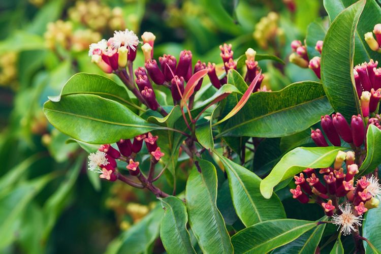 Ilustrasi cengkeh, tanaman cengkeh. 