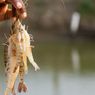 Industri Udang Berkelanjutan, KKP Minta Anak Muda Inovasi di Tambak