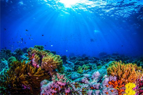 KKP: Tidak Boleh Ada Lagi Perdagangan Koral Ilegal!