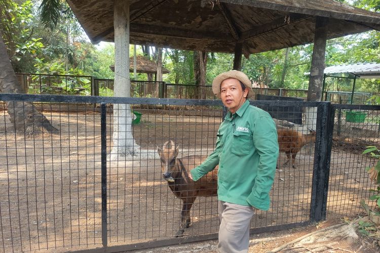 Trio Zookeeper Ragunan Menjaga Asa Satwa Langka dari Ambang Kepunahan