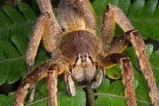 Laba-laba Paling Beracun di Dunia Menyimpan Obat Mujarab Impotensi