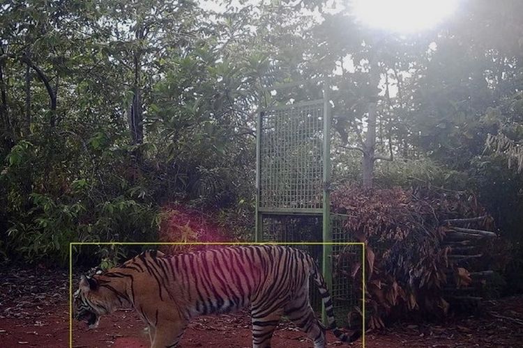 Harimau sumatera terekam kamera melintas di depan kandang jebak di Kabupaten Pesisir Barat, Kamis (25/12/2024).