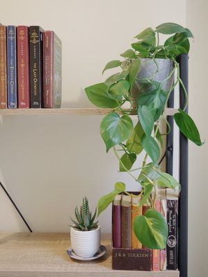 Heartleaf philodendron