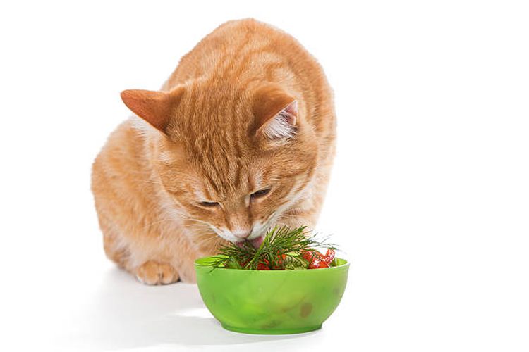 Bolehkan kucing makan sayur?