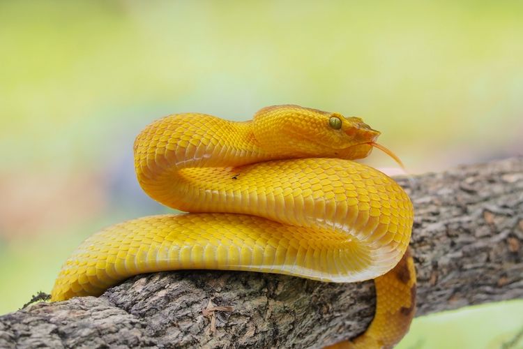 Ilustrasi ular bandotan pohon atau Trimeresurus puniceus.