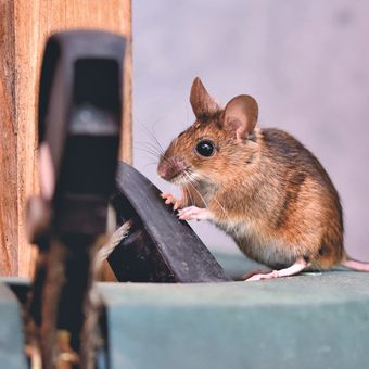 Ilustrasi tikus di rumah. 