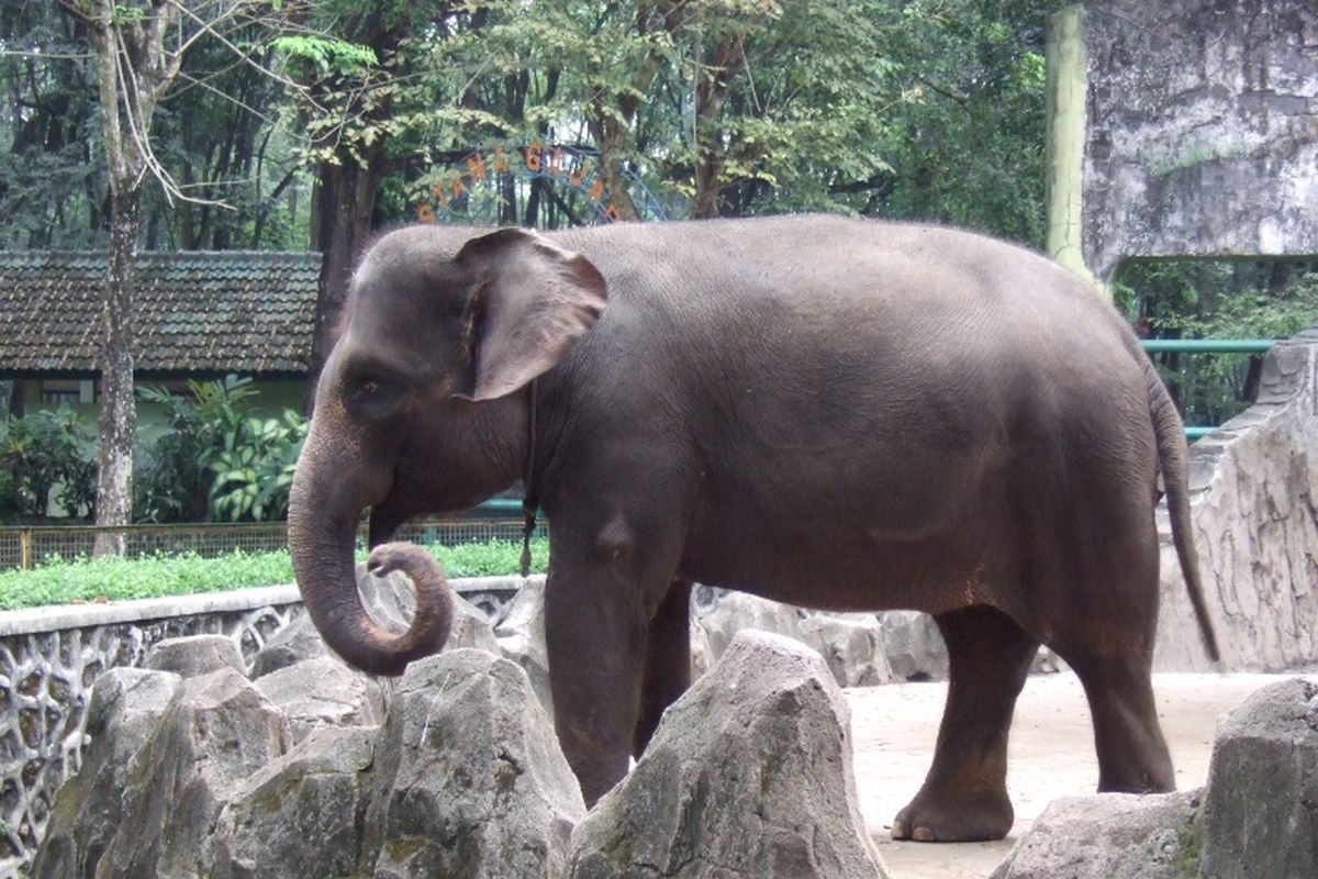 Ilustrasi gajah sumatera. 
