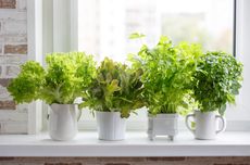 5 Cara Memindahkan Tanaman Herbal ke Dalam Ruangan Saat Cuaca Dingin