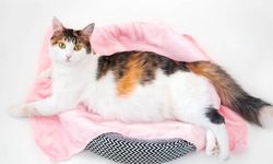 8 Perilaku Kucing Rumahan yang Sering Disalahpahami Manusia