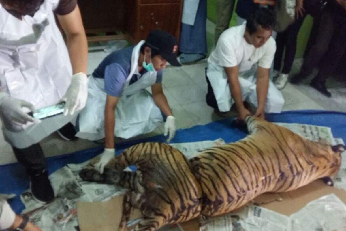 Tim medis satwa BBKSDA Riau melakukan Nekropsi atau bedah terhadap bangkai harimau sumatera yang mati akibat jeratan, Rabu (26/9/2018).
