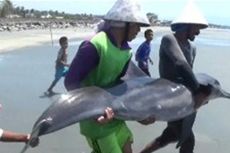Dua Nelayan Selamatkan Lumba-lumba yang Terdampar di Irigasi