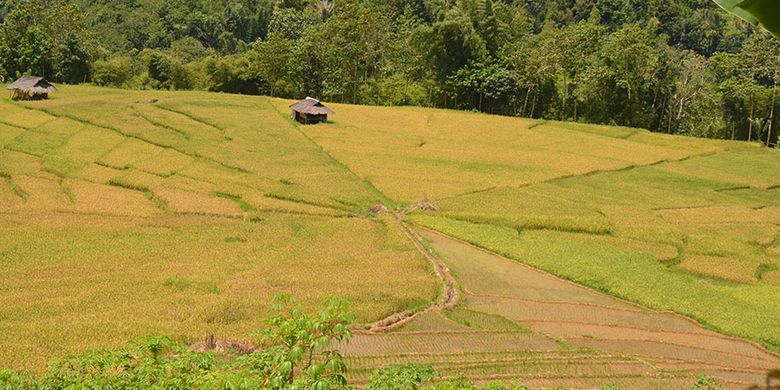 Persawahan Lingko Marang berbentuk jaring Laba-Laba di Kampung Tado, Desa Ranggu, Kecamatan Kuwus Barat, Flores, NTT, Minggu, (31/3/2019). Ini merupakan salah satu destinasi wisata alam di Lembah Ranggu-Kolang Flores Barat.