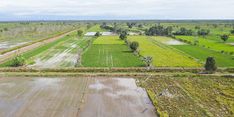 Dinas TPHP Kalteng Sebut Food Estate Bantu Tumbuhkan Indeks Pertanian dan Ekonomi Petani