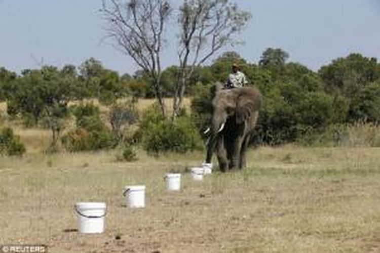 Sejumlah gajah dilatih untuk memilih ember yang telah dilumuri bau bahan peledak. Hebatnya, gajah dengan mudah menemukan ember itu dan selalu berhasil meski tugas ini dilakukan berulang kali.