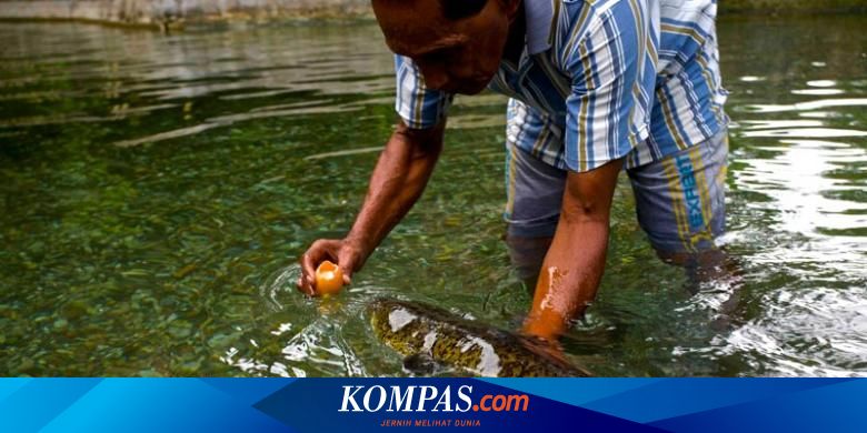 Apakah Ada Ikan Sakti Di Sungai Jernih - Bobovadioduwar