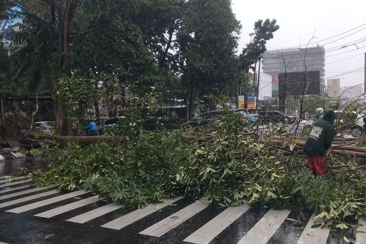 Penanganan pohon tumbang di sejumlah ruas jalan akibat cuaca ekstrem yang melanda Kota Semarang, Minggu (8/3/2026).