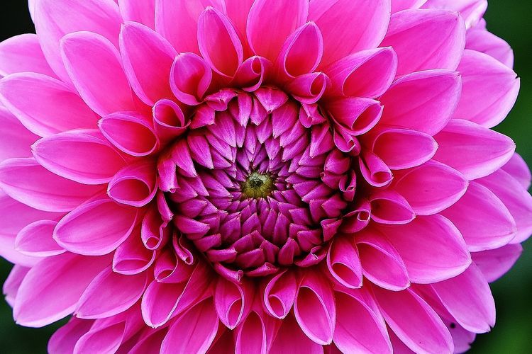 Ilustrasi bunga dahlia. 