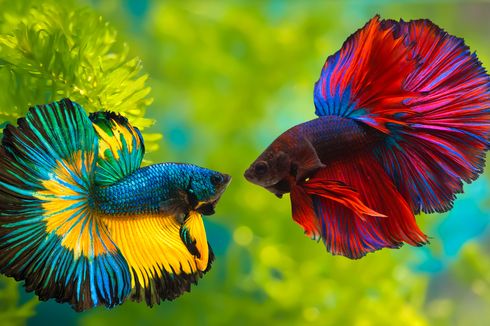 6 Penyebab Warna Ikan Cupang Memudar dan Cara Mengatasinya