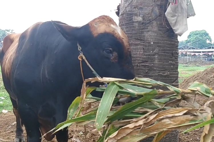 Sapi kurban jenis simental di Kabupaten Gowa, Sulawesi Selatan terpilih sebagai hewan kurban milik presiden. Kamis, (22/5/2025).