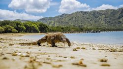 Taman Nasional Komodo Jadi Tempat Terindah di Dunia 2026 Versi Media Asing Time Out